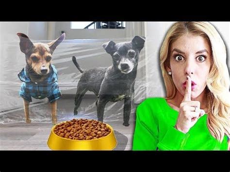 peanut rebecca zamolo|PawZam Dogs .